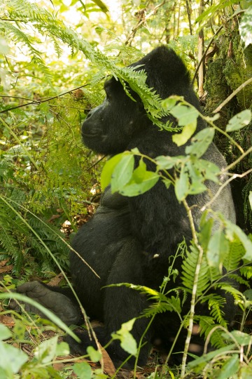 Nkuringo Silverback Gorilla || Bwindi Impenetrable National Park, Uganda