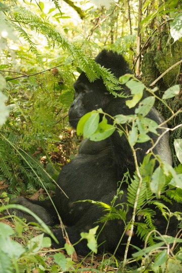 Nkuringo Silverback Gorilla || Bwindi Impenetrable National Park, Uganda