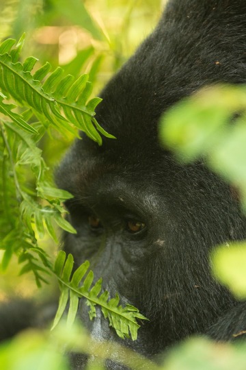 Nkuringo Silverback Gorilla || Bwindi Impenetrable National Park, Uganda