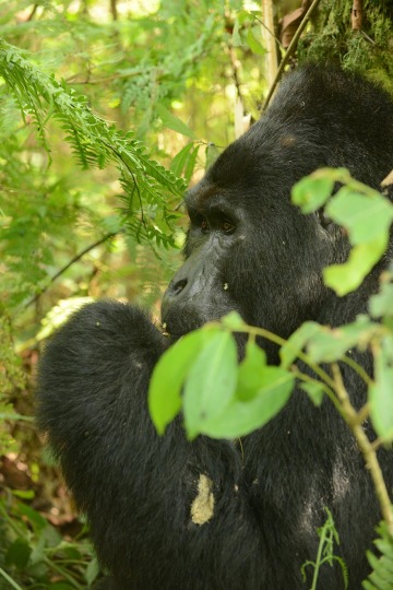 Nkuringo Silverback Gorilla || Bwindi Impenetrable National Park, Uganda