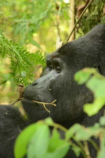 Nkuringo Silverback Gorilla || Bwindi Impenetrable National Park, Uganda