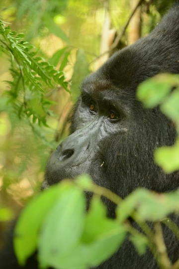 Nkuringo Silverback Gorilla || Bwindi Impenetrable National Park, Uganda