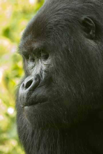 Nkuringo Silverback Gorilla || Bwindi Impenetrable National Park, Uganda