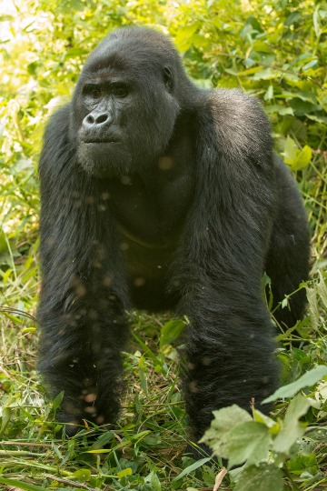 Nkuringo Silverback Gorilla || Bwindi Impenetrable National Park, Uganda