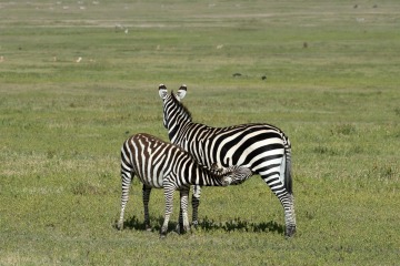 Nursing Zebra || Ngorongoro Crater, Tanzania