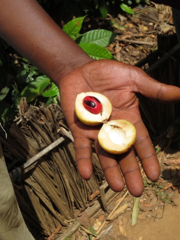 Nutmeg and Mace || Zanzibar