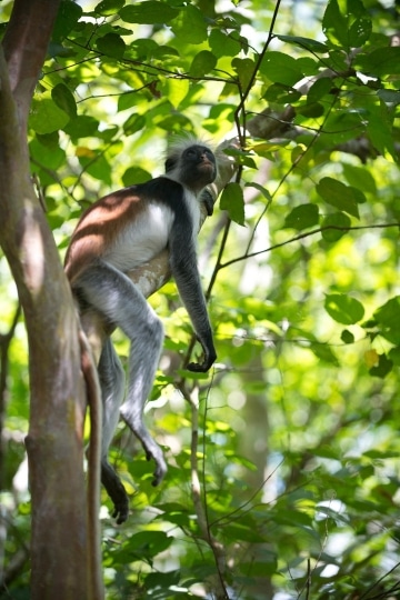 Red Colobus Monkey || Jozani Chwaka Bay National Park, Zanzibar
