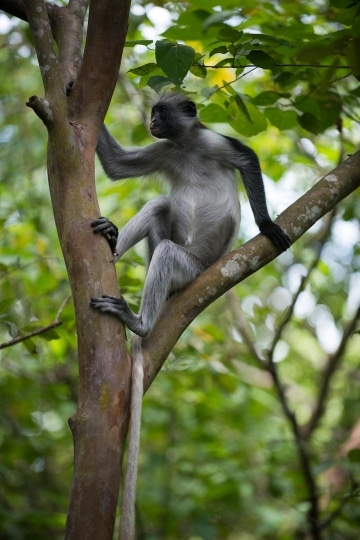 Red Colobus Monkey || Jozani Chwaka Bay National Park, Zanzibar