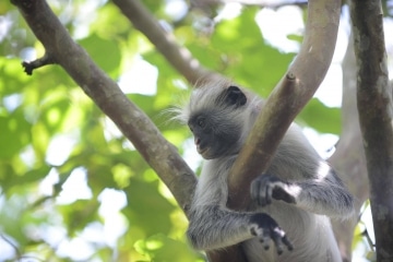Red Colobus Monkey || Jozani Chwaka Bay National Park, Zanzibar