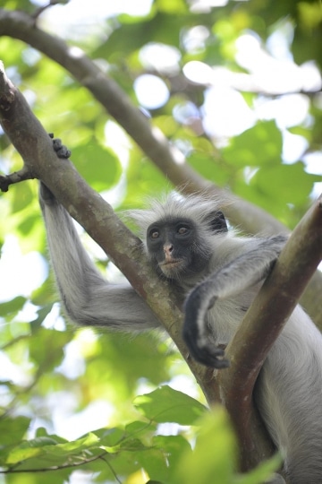 Red Colobus Monkey || Jozani Chwaka Bay National Park, Zanzibar