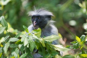 Red Colobus Monkey || Jozani Chwaka Bay National Park, Zanzibar
