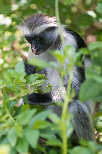 Red Colobus Monkey || Jozani Chwaka Bay National Park, Zanzibar