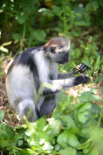 Red Colobus Monkey || Jozani Chwaka Bay National Park, Zanzibar