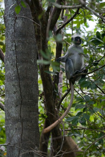 Red Colobus Monkey || Jozani Chwaka Bay National Park, Zanzibar