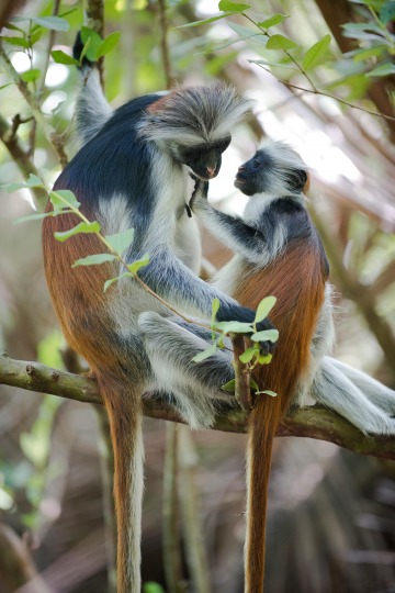Red Colobus Monkey Mother Nursing || Jozani Chwaka Bay National Park, Zanzibar