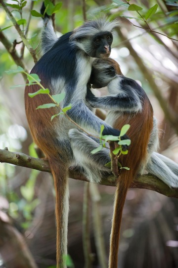 Red Colobus Monkey Mother Nursing || Jozani Chwaka Bay National Park, Zanzibar