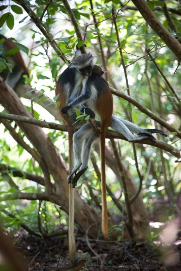 Red Colobus Monkey Mother Nursing || Jozani Chwaka Bay National Park, Zanzibar