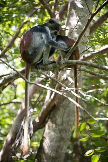 Red Colobus Monkey Mother and Child || Jozani Chwaka Bay National Park, Zanzibar