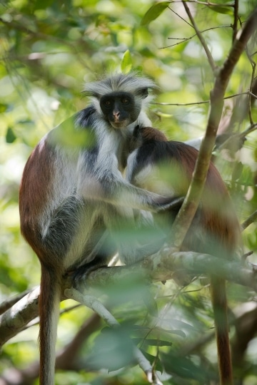 Red Colobus Monkey Mother and Child || Jozani Chwaka Bay National Park, Zanzibar