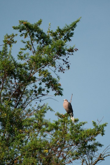 Ring-necked Dove || Mgahinga Gorilla National Park, Uganda