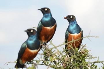 Superb Starling || Serengeti National Park, Tanzania