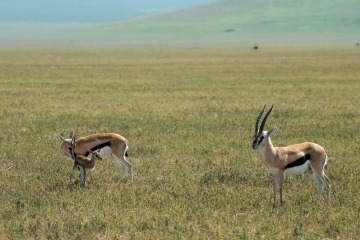 Thomson's Gazelle Family || Ngorongoro Crater, Tanzania