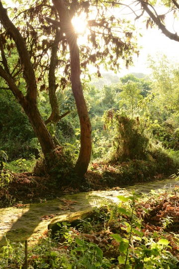 Trail in Mgahinga Gorilla National Park || Uganda