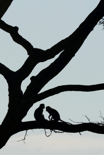 Vervet Monkeys || Serengeti National Park, Tanzania