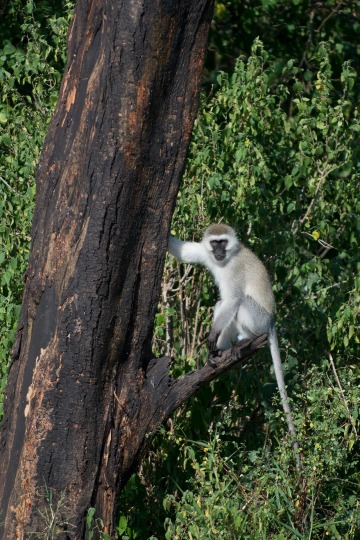 Vervet monkey || Serengeti National Park, Tanzania