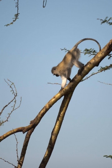 Vervet monkey || Serengeti National Park, Tanzania
