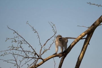 Vervet monkey || Serengeti National Park, Tanzania