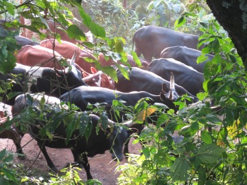 Village Cattle || Nkuringo, Uganda