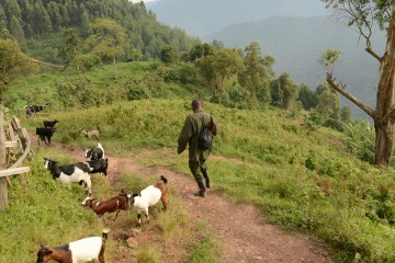 Virunga Path || Uganda