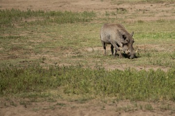 Warthog || Ngorongoro Crater, Tanzania