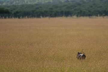 Warthog || Serengeti National Park, Tanzania