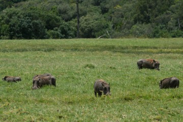 Warthogs in Ngurdoto Crater || Arusha National Park, Tanzania
