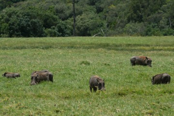 Warthogs in Ngurdoto Crater || Arusha National Park, Tanzania