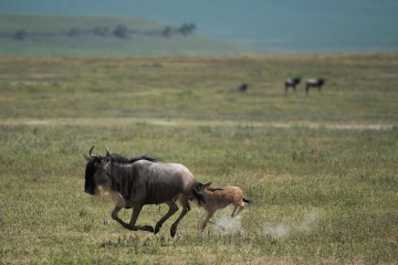 Wildebeest and Calf || Ngorongoro Crater, Tanzania