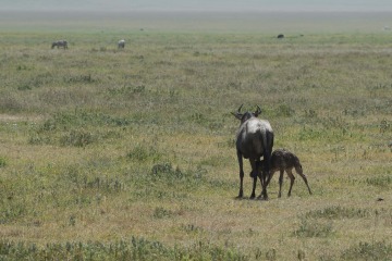 Wildebeest and Calf || Ngorongoro Crater, Tanzania