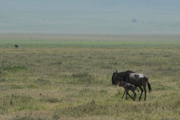 Wildebeest and Calf || Ngorongoro Crater, Tanzania