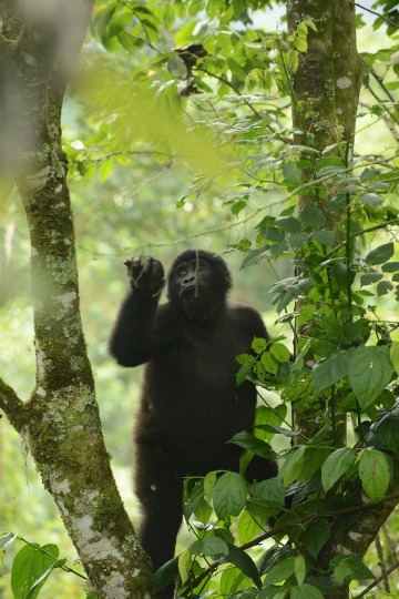 Young Nkuringo Gorilla || Bwindi Impenetrable National Park, Uganda