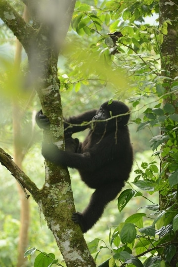 Young Nkuringo Gorilla || Bwindi Impenetrable National Park, Uganda