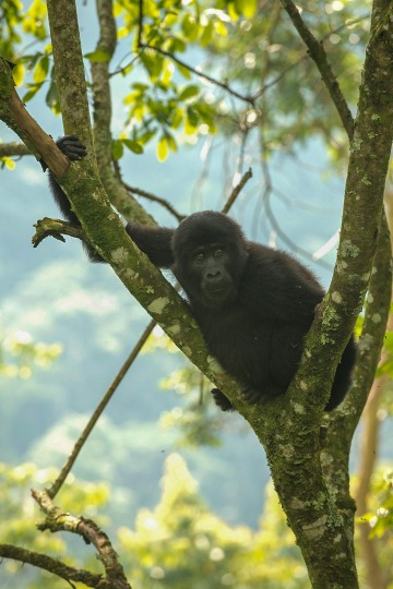 Young Nkuringo Gorilla || Bwindi Impenetrable National Park, Uganda