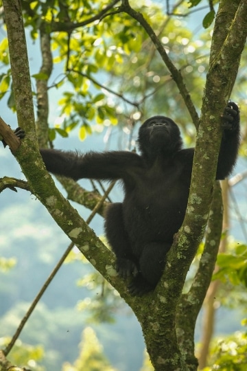 Young Nkuringo Gorilla || Bwindi Impenetrable National Park, Uganda