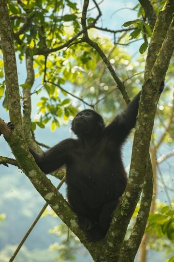 Young Nkuringo Gorilla || Bwindi Impenetrable National Park, Uganda