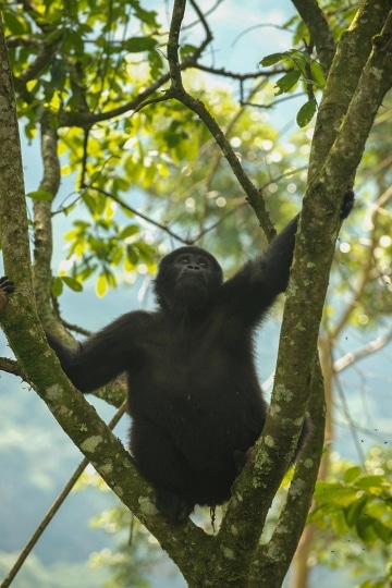 Young Nkuringo Gorilla || Bwindi Impenetrable National Park, Uganda