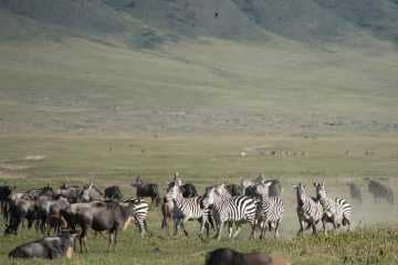 Zebra and Wildebeest || Ngorongoro Crater, Tanzania