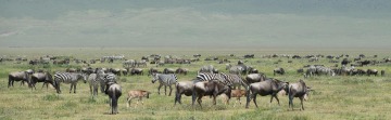 Zebra and Wildebeest on the Serengeti || Ngorongoro Crater, Tanzania