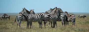 Zebras || Serengeti National Park, Tanzania