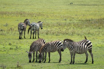 Zebras of the Serengeti || Serengeti National Park, Tanzania